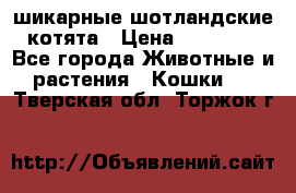 шикарные шотландские котята › Цена ­ 15 000 - Все города Животные и растения » Кошки   . Тверская обл.,Торжок г.